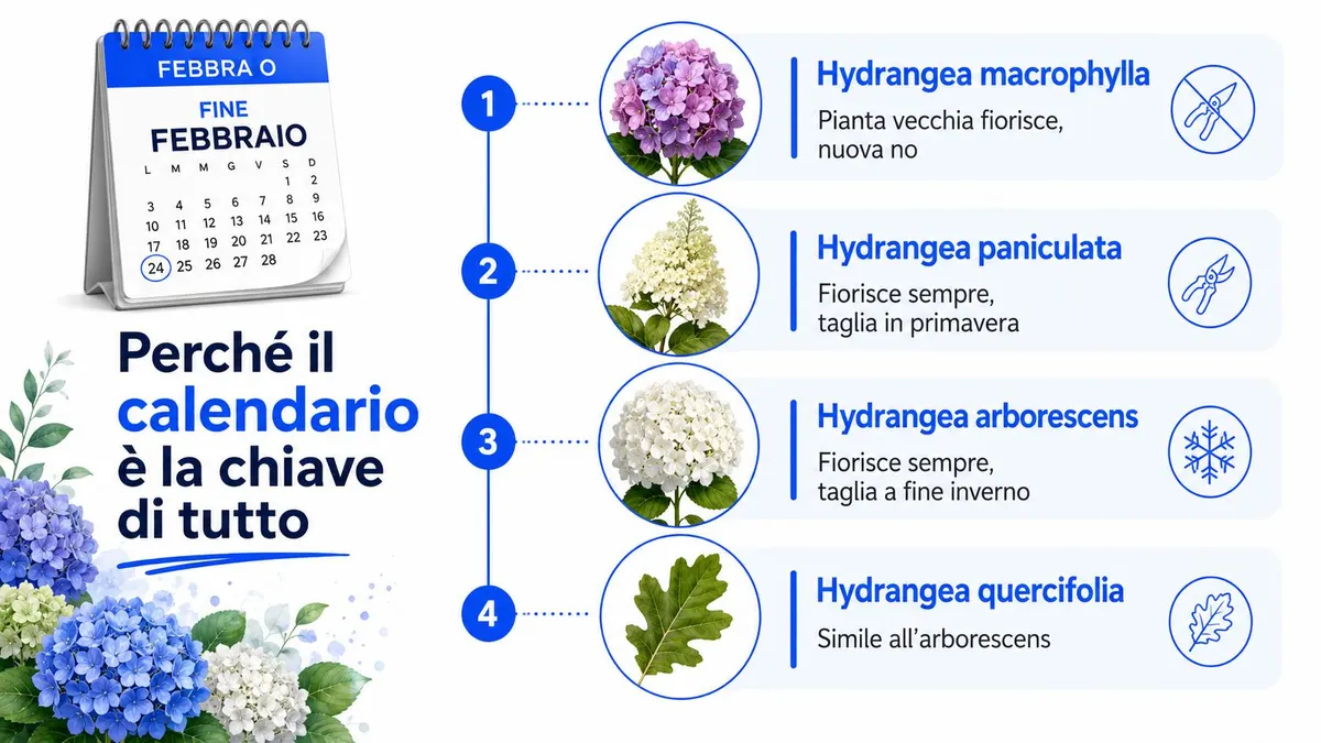 Grafico informativo che spiega il periodo ottimale di potatura per diverse varietà di piante ortensie.